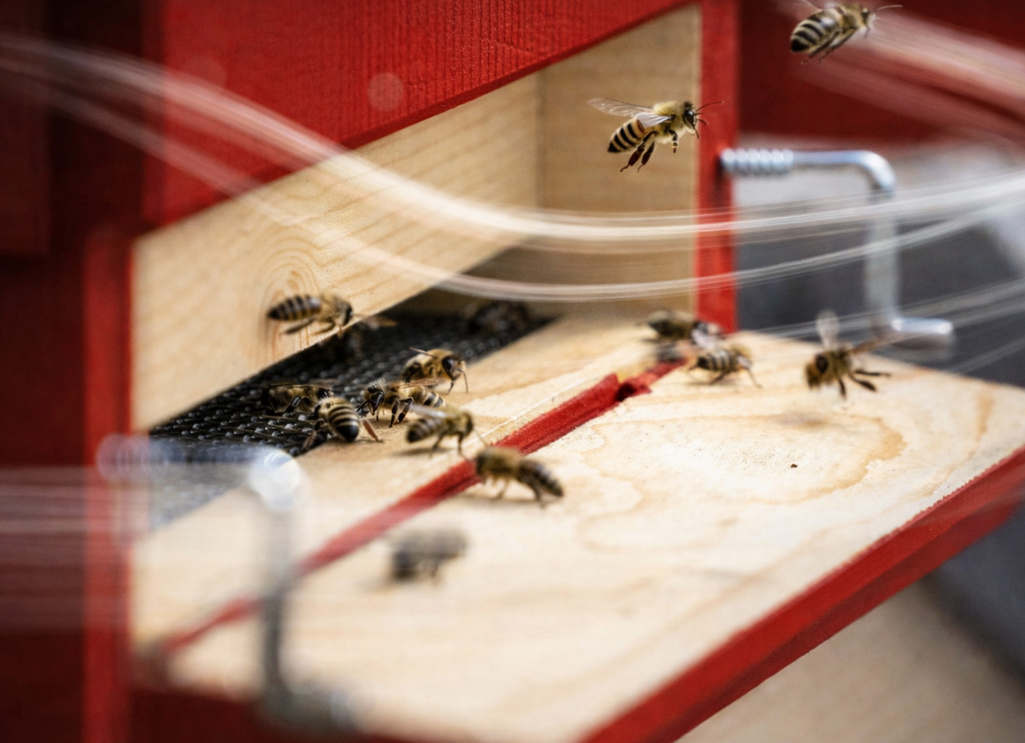 MD_bees
